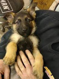 Litter Of 5 German Shepherd Dog Puppies For Sale In Saint Charles Mi Adn 63636 On Puppyfinder Co German Shepherd Dogs German Shepherd Puppies German Shepherd