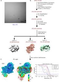 Why should you hardwire a radar detector? Structural Basis For Potassium Transport By Kdpfabc Biorxiv