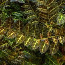 Image result for Solanum sp. A