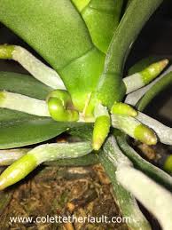Once the spikes have grown to maturity (about six to eight weeks, you will have flowers to enjoy for several weeks or months depending on the species. My World Of Orchids And A Bit More Distorted Phalaenopsis Spike Growth
