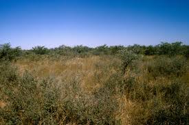 Image result for Aristida rhiniochloa