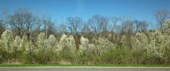 The cleveland pear tree is an improved cultivar. Callery Pear Pyrus Calleryana Ohio Environmental Council