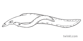 Longfin Eels Spawning Black And White Illustration Twinkl Aerobrick 75mm aac brick system. longfin eels spawning black and white