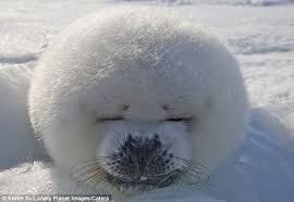 Animalfwd Meet The Incredible Smiling Seal How An Intrepid Photographer Crawled Across The Ice On His Stomach To Get These Amazing Images
