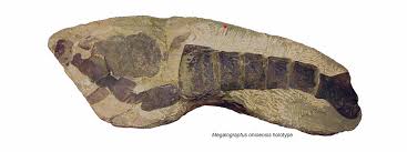 Check spelling or type a new query. Ohio Fossils Ohio Department Of Natural Resources