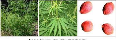 Pdf Cannabis Sativa An Ancient Wild Edible Plant Of India Semantic Scholar