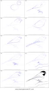 How To Draw A Black Capped Chickadee Printable Step By Step Drawing Sheet Drawingtutorials101 Com Bird Drawings Drawing Sheet Bird Watercolor Paintings