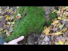 Moos Fur Dekoration Selber Sammeln Youtube Moos Haus Dekoration Dekoration