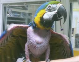 Let us invent a world where the wings of the pillar of dawn. Feather Loss And Feather Destructive Behavior In Pet Birds Veterinary Clinics Exotic Animal Practice