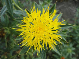 To use safflower oil for hair loss, take some milk and add safflower oil and licorice powder to it. 9 Ways In Which Safflower Oil Can Benefit Your Health Boldsky Com