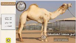 Maybe you would like to learn more about one of these? Ø±Ø§Ø¹ÙŠ Ø§Ù„Ø®ÙŠØ§Ù„ÙŠÙ‡ On Twitter 52 ÙˆØ±Ø³Ø§Ù† Ø§Ù„Ø¹Ø§ØµÙØ©