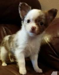 Long Haired Red Merle Chihuahua Cowboycoloredminis Chihuahua Puppies Cute Puppies Dog Breeds