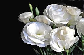 Image result for eustoma Balboa