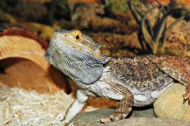 Baby bearded dragons can easily get ill and sto. How To Calm Tame An Angry Bearded Dragon Reptile Advisor