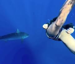 Nina Dobrev Pussy Flashing Sharks of the Day