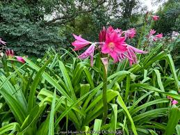 Image result for Crinum