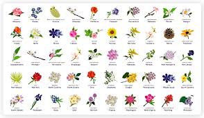 We did not find results for: List Of Different Types Of Flowers Pictures Of Flowers