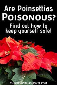 Are Poinsettias Poisonous Indoor Plant Care Low Light House Plants Apartment Plants