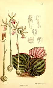 Image result for Nervilia renschiana