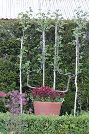 Choose the right fruit tree for your garden. Gardening Choosing The Right Fruit Tree For Your Garden The Westmorland Gazette