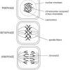As a result asymmetric cell divisions serve essential roles during embryonic and postembryonic development to generate cell. Https Encrypted Tbn0 Gstatic Com Images Q Tbn And9gcqm8apzeny4htydobbz4v5jjn5zhamuoqn4b7op6gp6aaumzed0 Usqp Cau