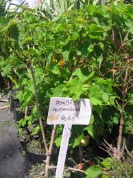 Image result for Dombeya acutangula