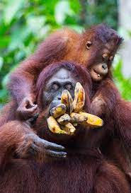 12 Funny Animal Photos An Appetizer For The Comedy Wildlife Photography Awards 2020 Funny Animal Photos Comedy Wildlife Photography Animal Photo