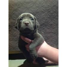 We did not find results for: Chocolate Labrador Weimaraner Mix Pups In Lewiston Idaho Puppies For Sale Near Me