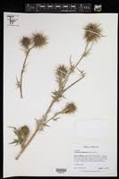 Image result for Cirsium  buchwaldii