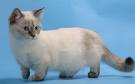 Munchkin & Midget Cat Breed Facts | petMD | PetMD