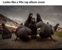 The New Album Memes Memesociety Funny Funny Animal Memes Animal Memes Funny Memes