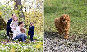Www.callalilycavaliers.com nanny transport available miami ok 74354 phone. Crown Princess Victoria Of Sweden Shares Adorable Family Photograph Featuring New Cavapoo Puppy Rio Daily Mail Online
