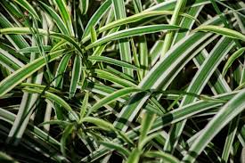 Image result for Pandanus odoratissimus