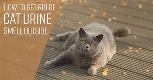 This will also help keep your. How To Get Rid Of Cat Urine Smell Outside Simple Green