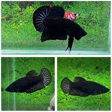 Super Black Halfmoon Plakat Betta Fish 15 00 Expedited Shipping Siamese Fighting Fish Betta Fish Betta