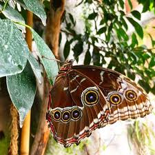 Yournal Stairway To Living Double Decker Bridge Prague City Butterfly Species Butterfly House