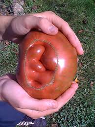 Managing common problems with tomatoes. Tomato Talk Chicago Botanic Garden