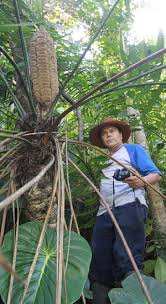 Image result for Tinnea zambesiaca