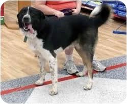 You've probably tried searching for something like; Sacramento Ca Bernese Mountain Dog Meet Tucker Big Lover A Pet For Adoption