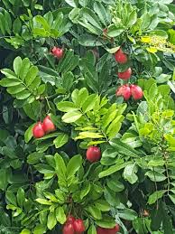 Image result for Blighia