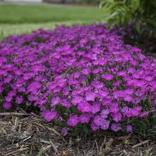 Check spelling or type a new query. Paint The Town Fuchsia Dianthus In 2021 Pink Perennials Flowers Perennials Dianthus Flowers