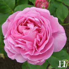 8 more photos view gallery. 96 Old Garden Roses Ideas Tea Roses Heirloom Roses Rose
