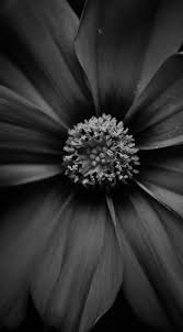 pin by bree hingle on ورد phone wallpaper black and white wallpaper spa reception