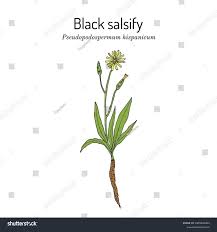 Image result for Pseudopodospermum hispanicum