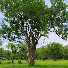 Image result for Dalbergia melanoxylon