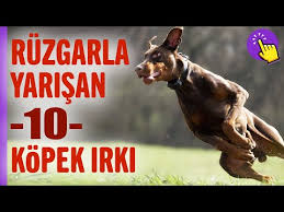 Avustralya Da Yasayan Hayvan Turleri Hayvanlar Alemi Aklinda Olsun Youtube