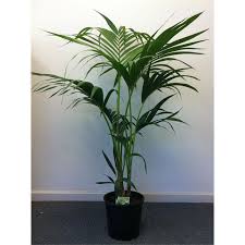 Find 200mm Kentia Palm At Bunnings Warehouse Visit Your Local Store For The Widest Range Of Garden Products Kentia Palm Palm Garden