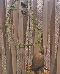 Image result for Tylosema fassoglensis