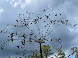 Image result for Rhynchosia congensis