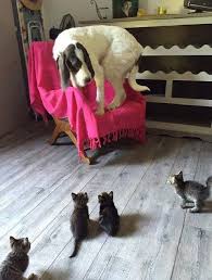 Kedi Kopek Kavgasi 908609 Uludag Sozluk Galeri